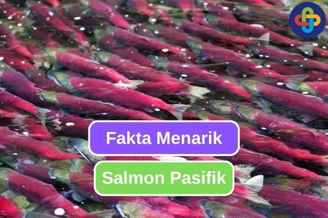 Ketahui 10 Fakta Menarik Ikan Salmon Pasifik